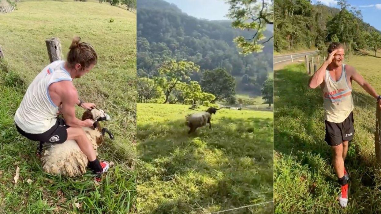 Former Rugby Player Becomes Viral Sensation After Rescuing Sheep Trapped In Barbed Wire Fence