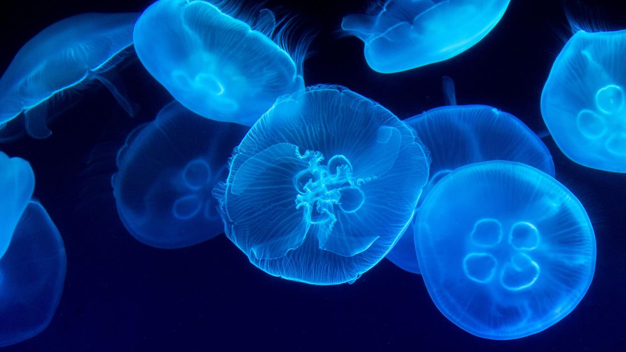 People Break Down Which Things Are Far Deadlier Than People May Think