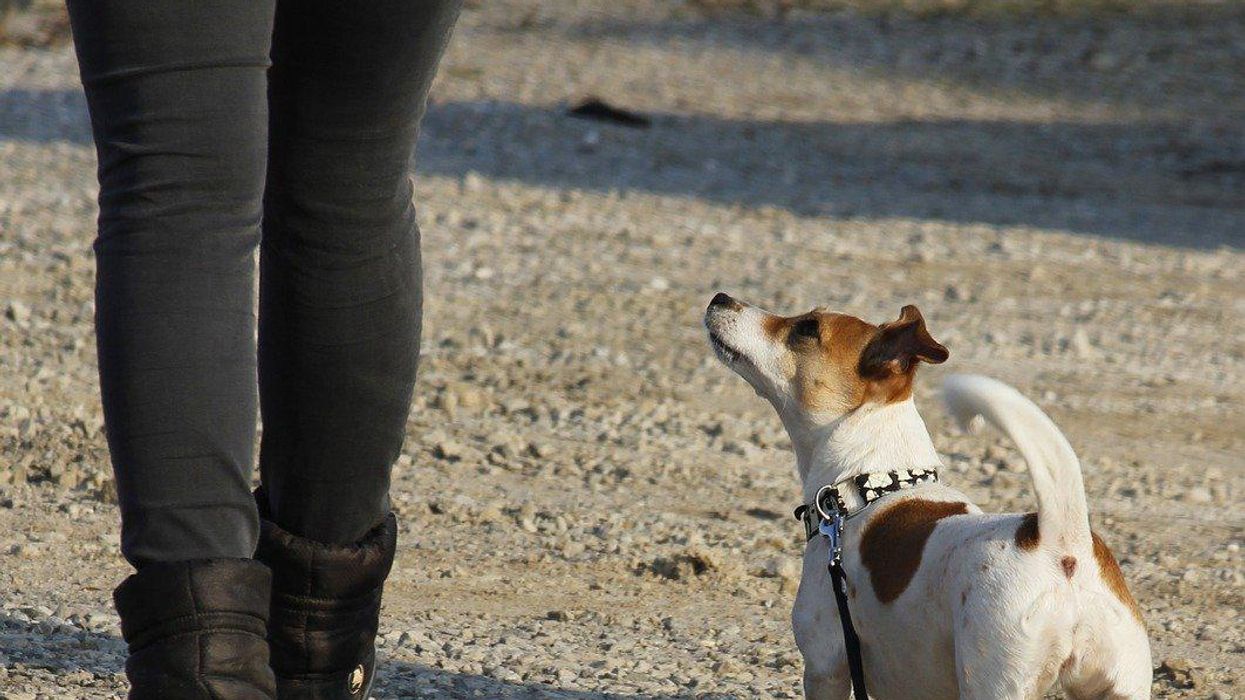 People Explain Which Behaviors They've Unintentionally Taught Their Pets