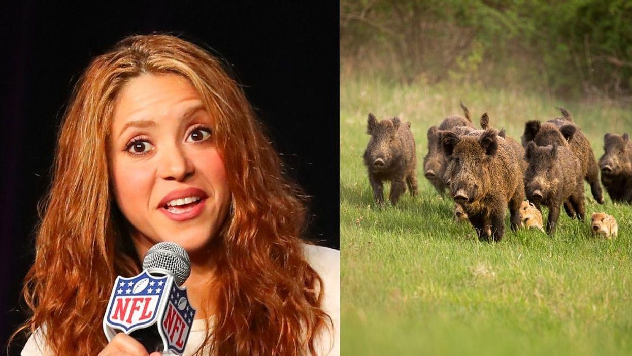 Shakira Says Two Wild Boars Attacked Her And Snatched Her Purse In Barcelona: 'They Destroyed Everything'