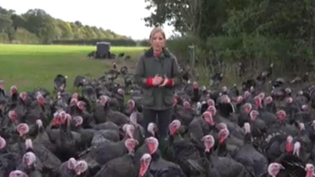 CNN Reporter's Attempt At Filming In The Middle Of A Group Of Turkeys Goes Hilariously Awry