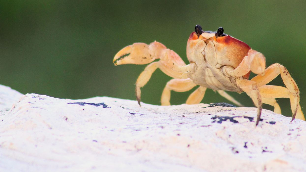 People Debate Which Animal Would Reign Supreme If Humans Didn't Exist