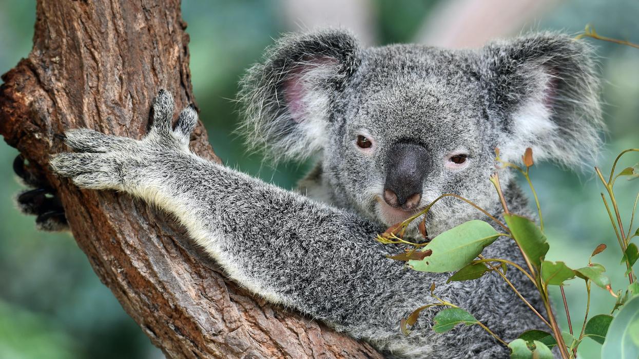 People Explain Which Animals Are Far More Dangerous Than People Think