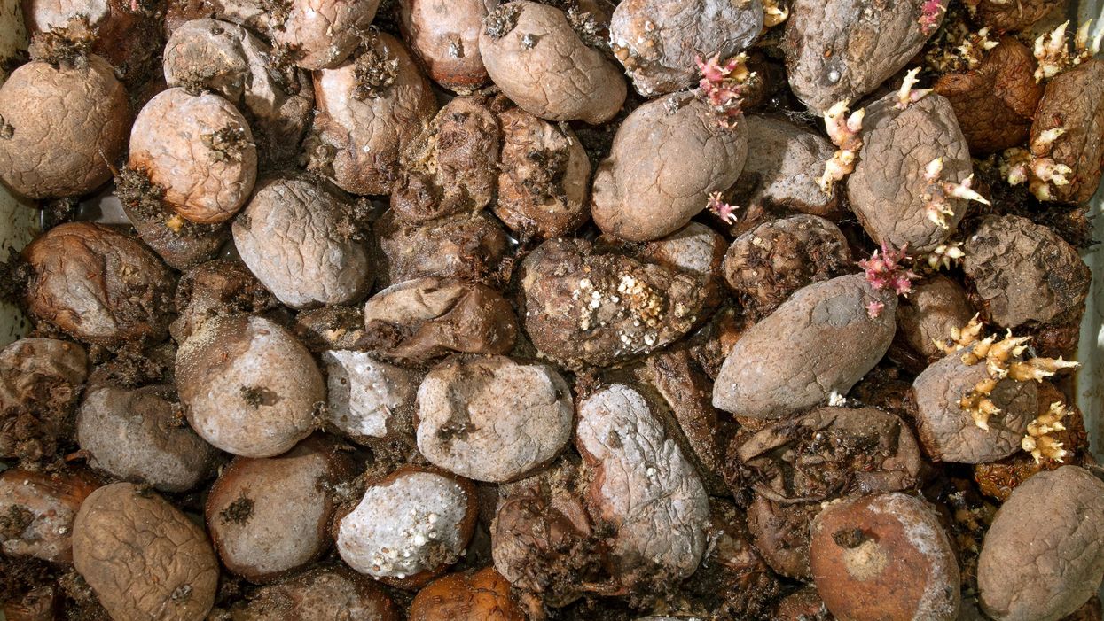 People Fantasize About Which Food They'd Pick For Their Mortal Enemy To Eat For The Rest Of Their Life