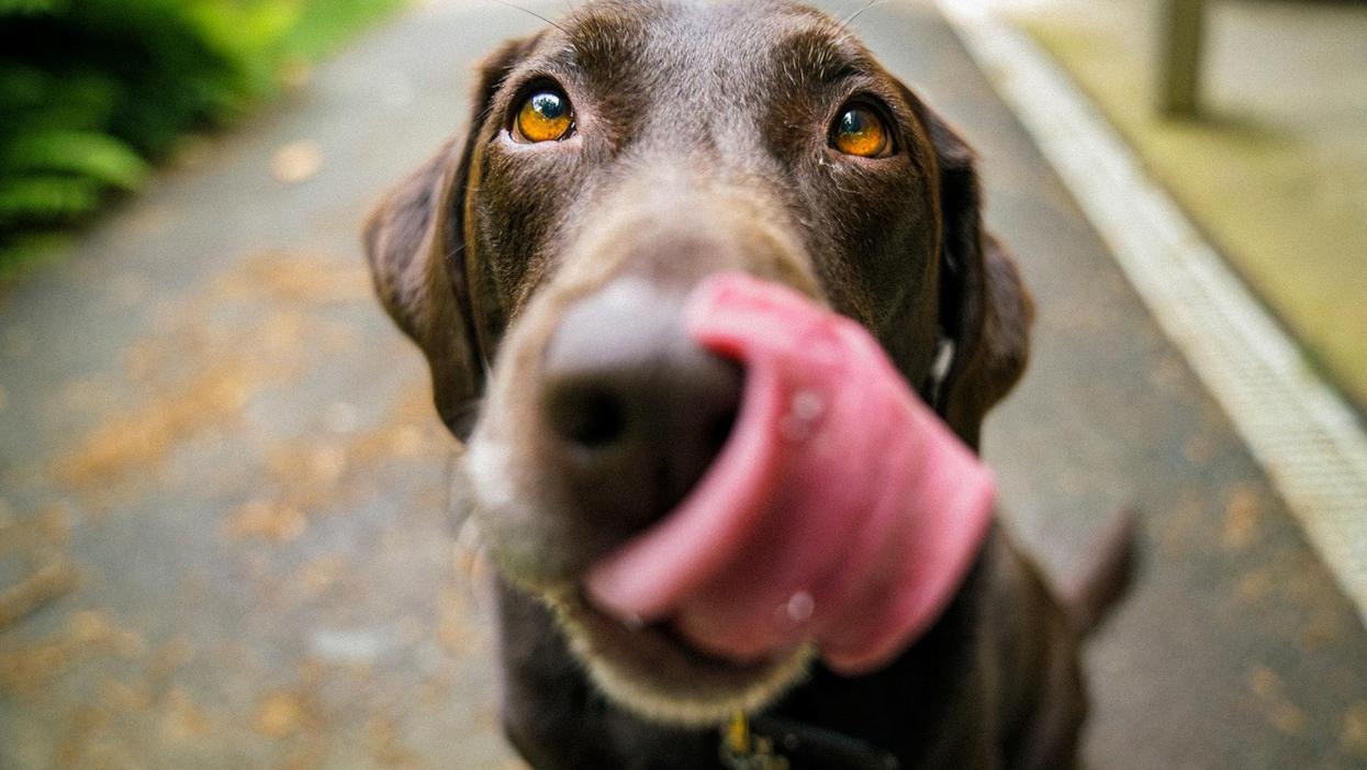 People Debate What's Man's Worst Enemy If Dogs Are Man's Best Friend
