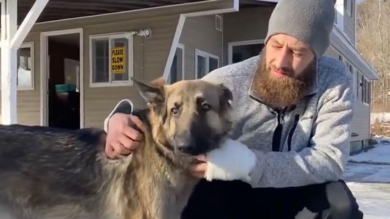 Dog Initially Thought To Be Lost Leads New Hampshire Authorities To Car Wreck Involving Owner