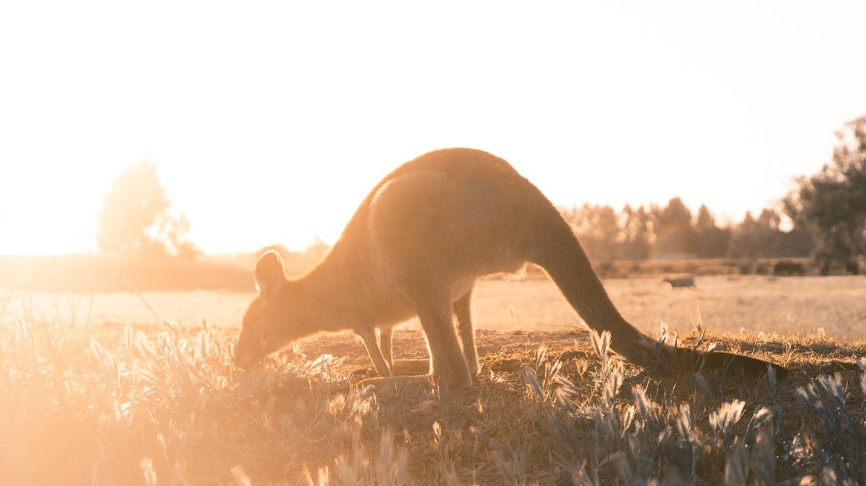 People Share The Things That Their Home Country Is Most Known For