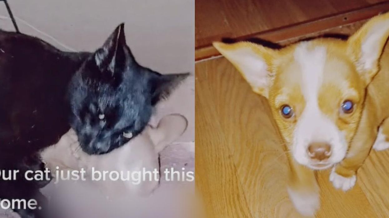 TikToker Stunned After Cat Brings Home 'Huge Rat' In Its Mouth—But It Turns Out To Be A Puppy