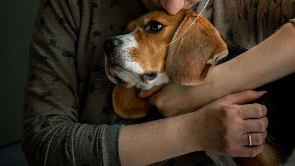 Economist Suggests Dealing With Inflation By Letting Your Pets Die And Eating Lentils—And People Aren't Having It