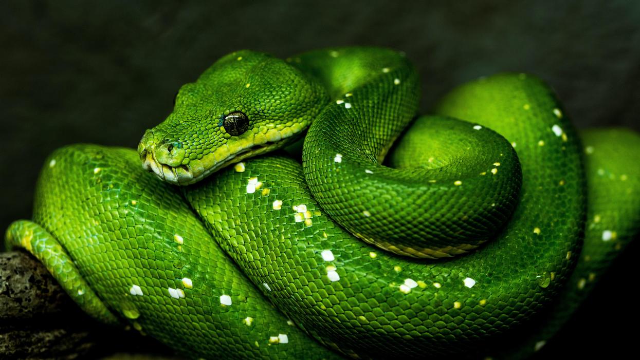 People Explain Which Animals Have A Bad Reputation That They Don't Deserve