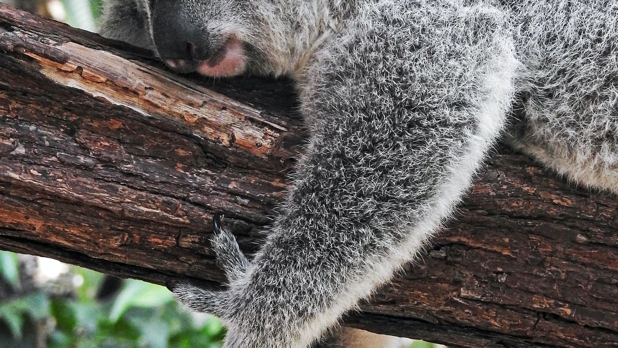 Non-Australians Break Down The First Thing That Comes To Mind About Australia