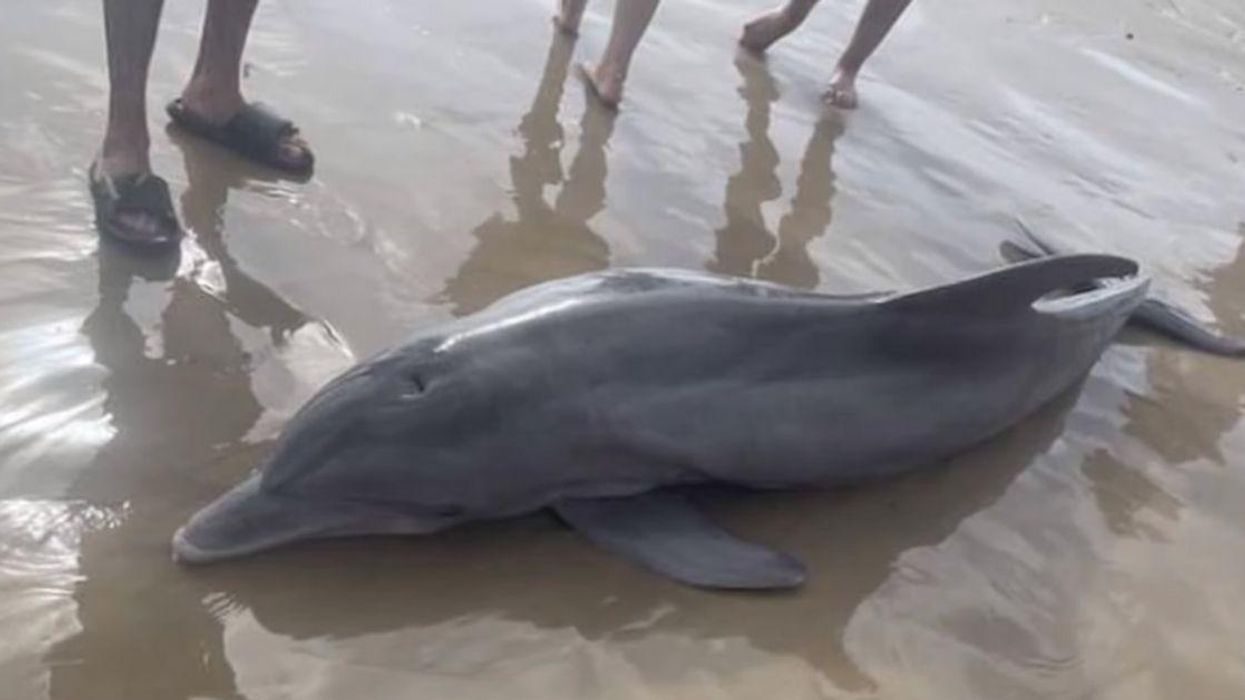 Beachgoers Kill Dolphin Stranded On Texas Beach By Trying To 'Ride' It After Dragging It Back Into Water