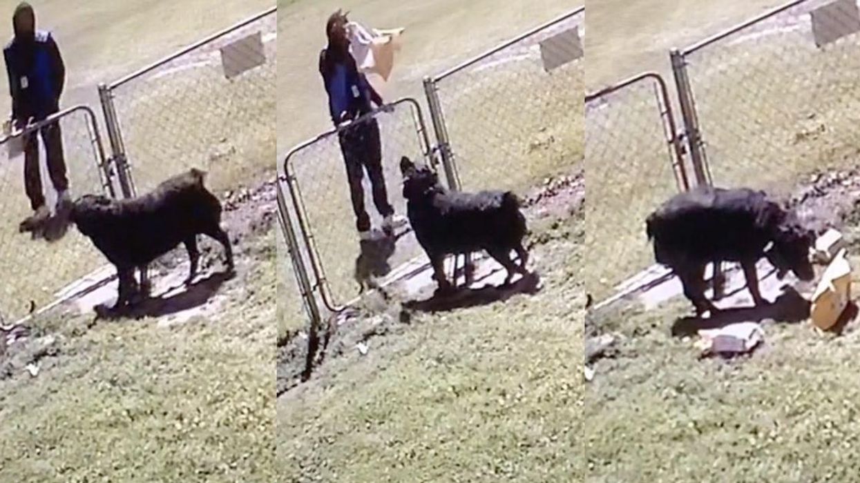 TikToker Calls Out Amazon Driver For Intentionally Throwing Their Packages Onto Their Dog