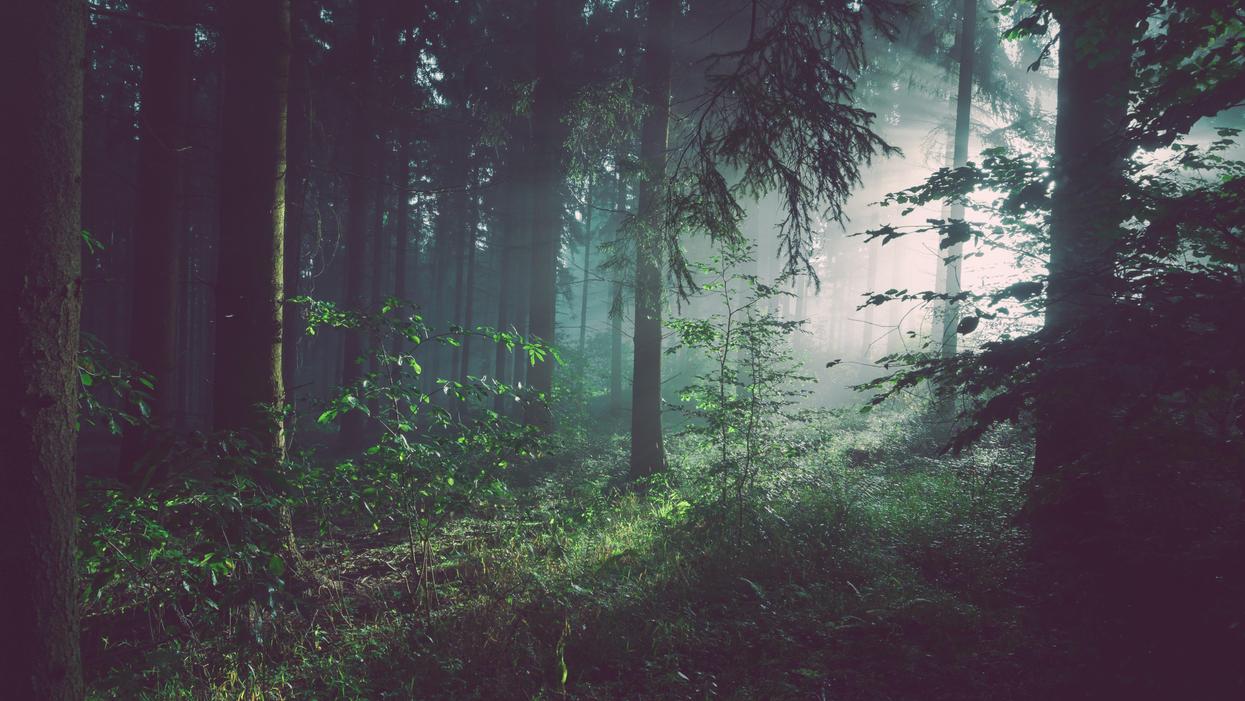 People Describe The Strangest Thing They've Seen In The Woods That They Can't Explain