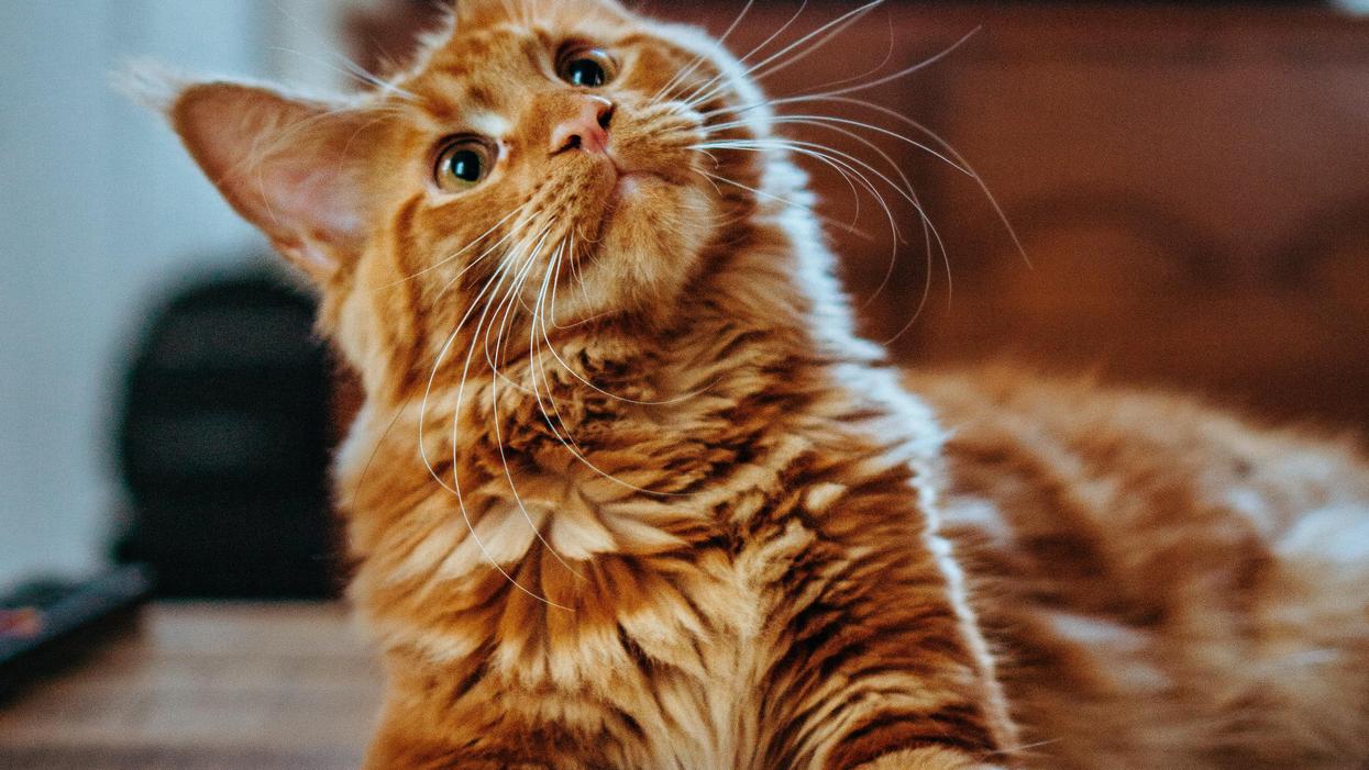 People Share The Best Tips Everyone Should Know Before Adopting A Cat