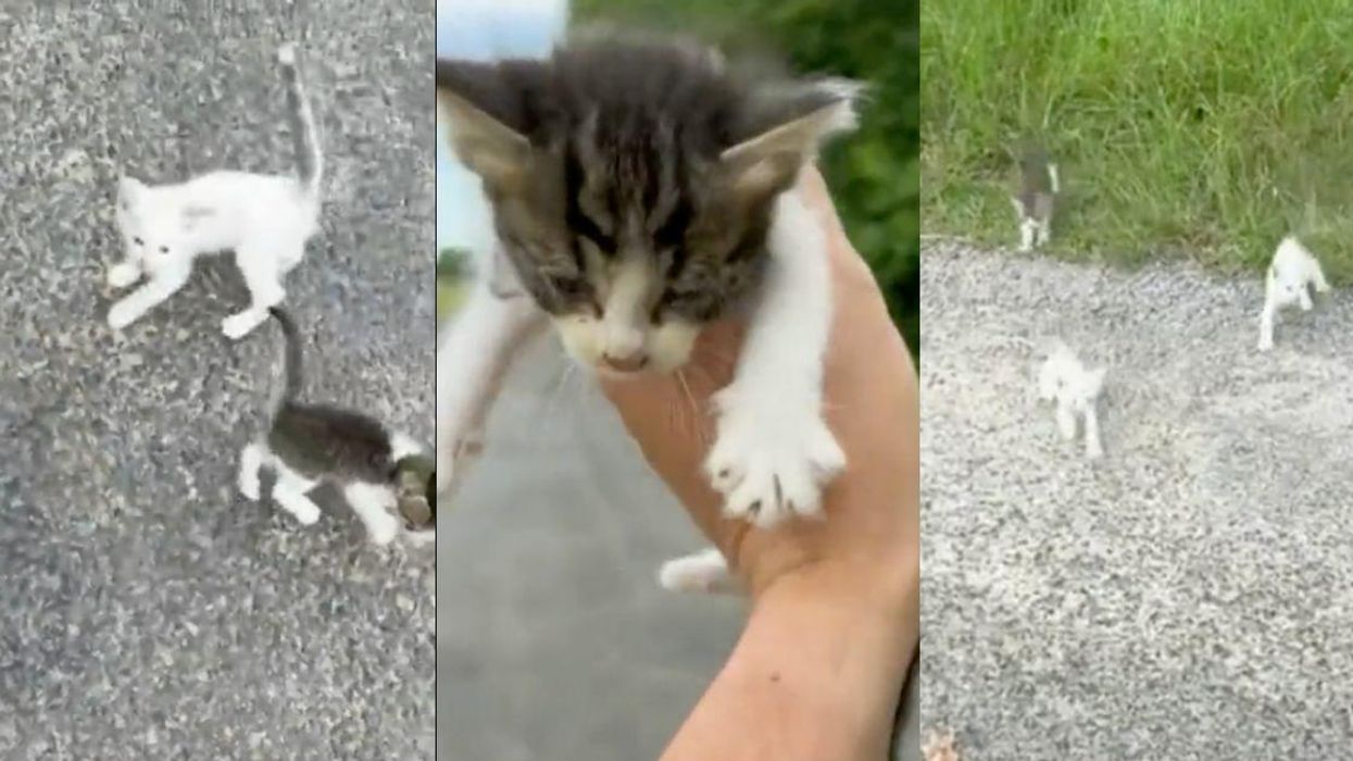 Guy Stops To Save Kitten On Side Of The Road—Then Is Quickly Swarmed By An Entire Herd Of Kittens