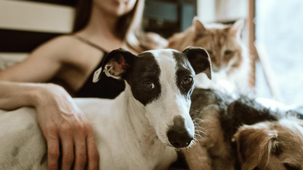 Veterinarians Explain Which Things Pet Owners Neglect The Most