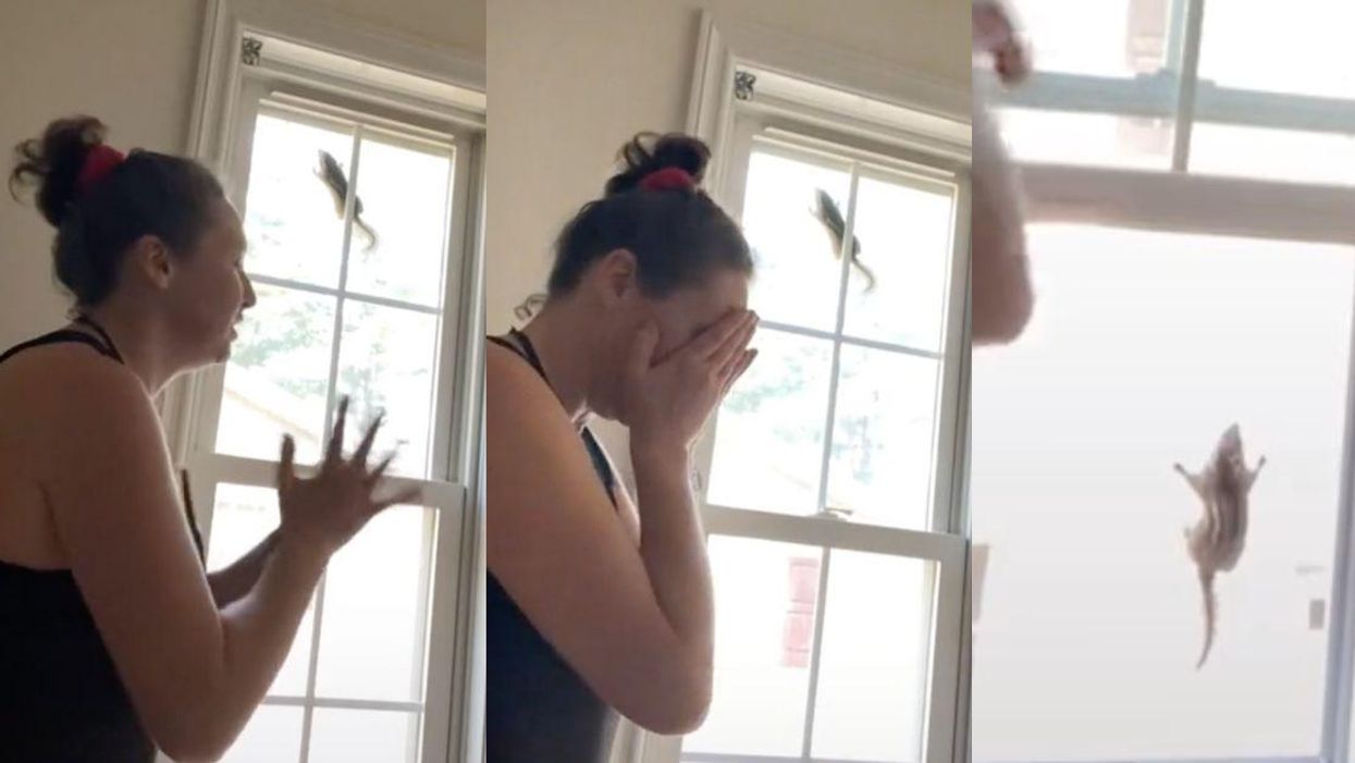 Woman's Attempt To Free Chipmunk Stuck In Her Window Goes Completely Off The Rails In Twist Ending