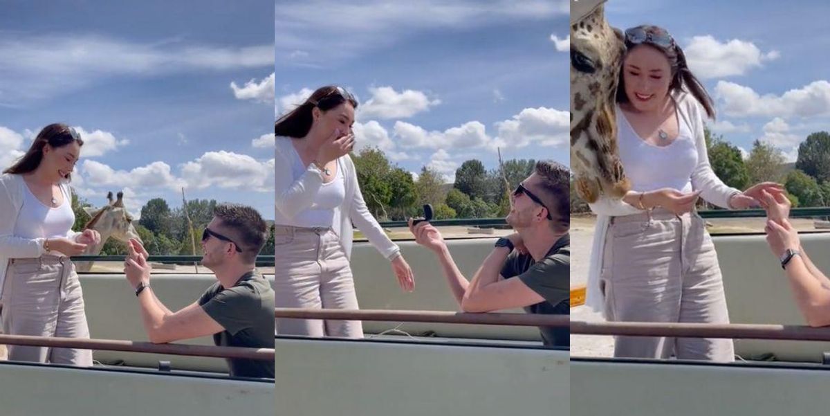 Guy's Proposal Goes Hilariously Awry After Giraffe Interrupts To Sideswipe His New Fiancée