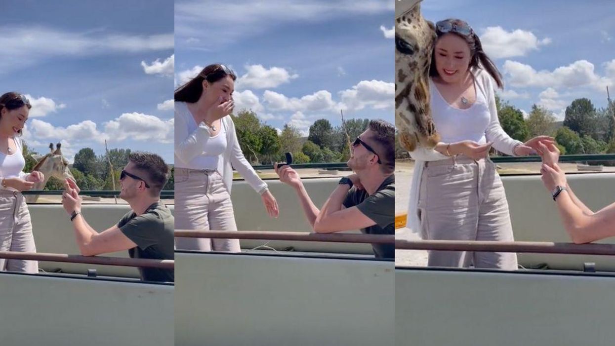 Guy's Proposal Goes Hilariously Awry After Giraffe Interrupts To Sideswipe His New Fiancée