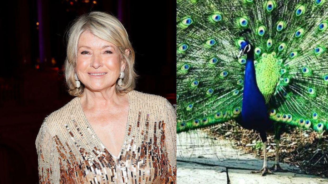 Martha Stewart Accidentally Sets Tribute Video Of Pet Peacocks 'Devoured' By Coyotes To 'Let's Get It On'