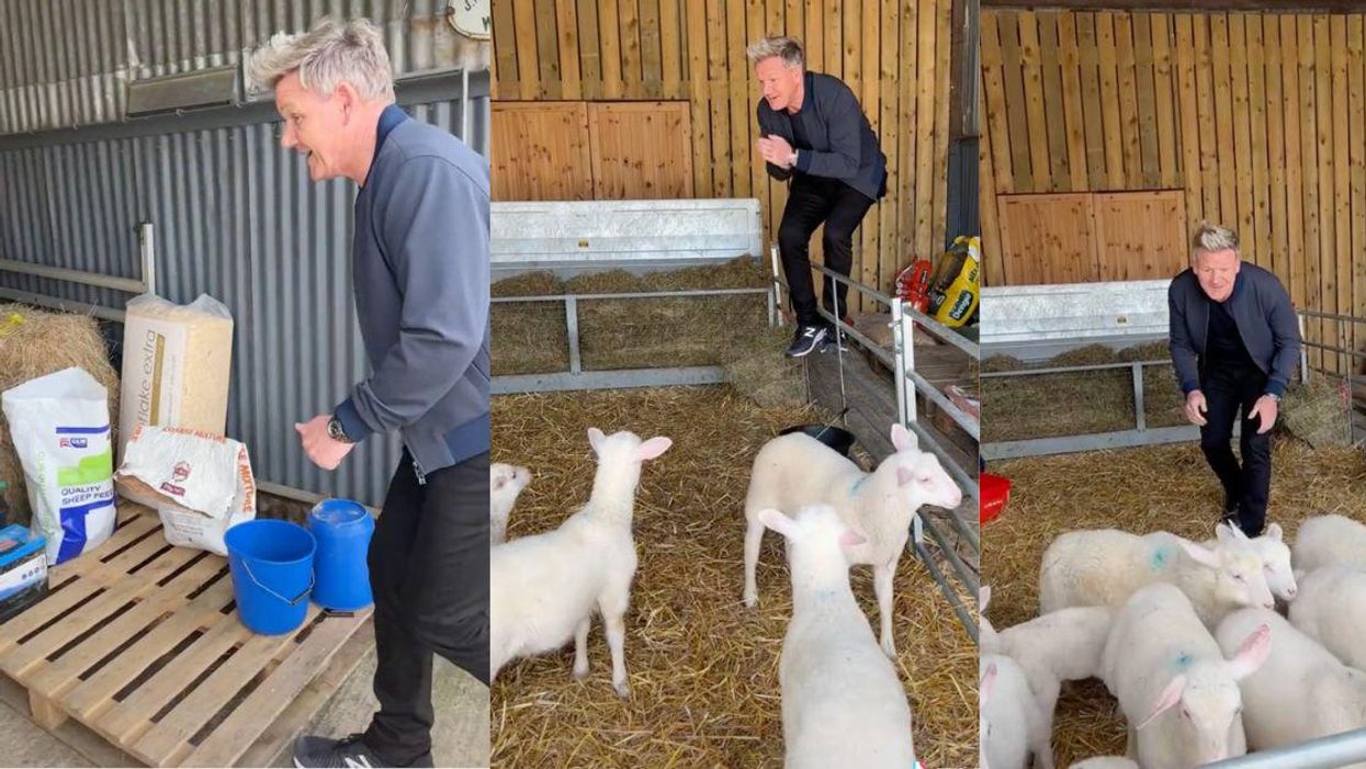 Gordon Ramsay Divides Fans After Jokingly Picking Out One Of His Lambs To Slaughter On TikTok