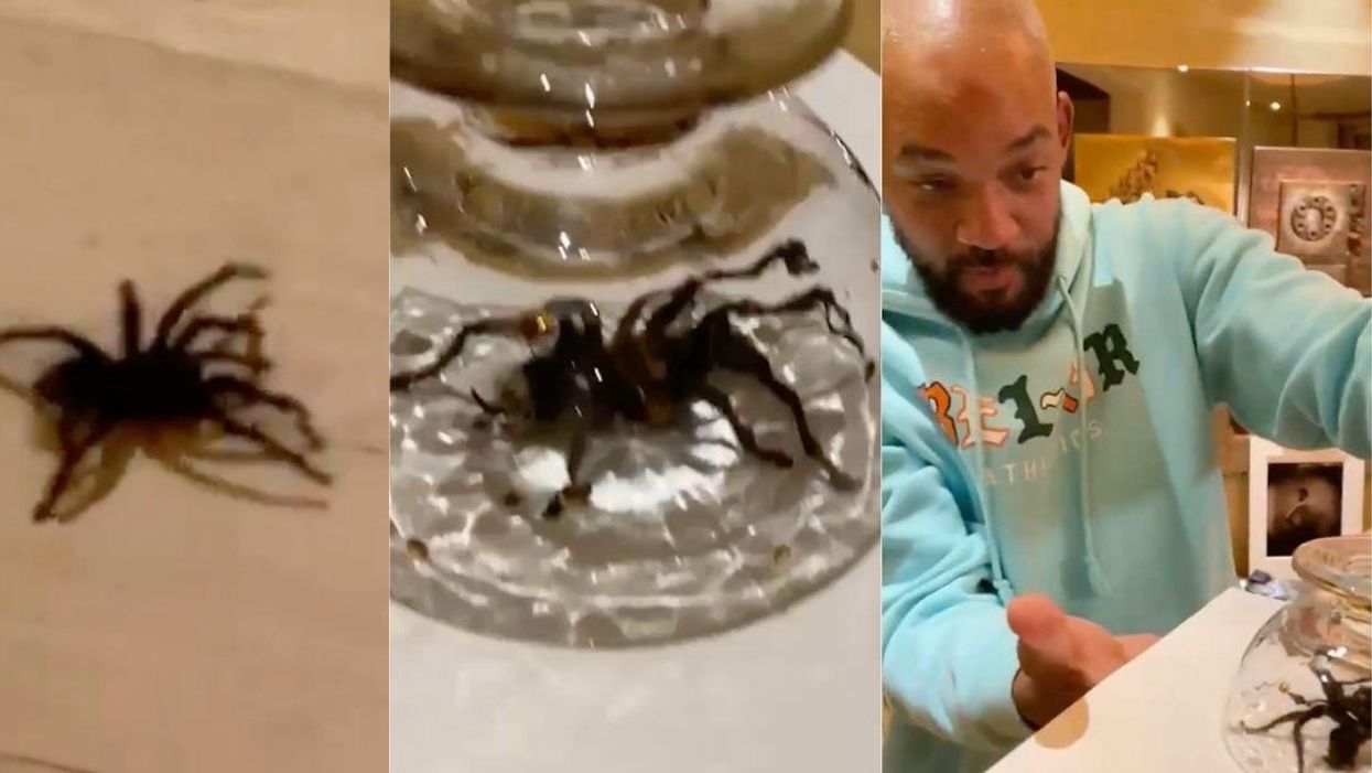 Will Smith Has Perfectly Understandable Reaction After Finding Massive Tarantula In His House