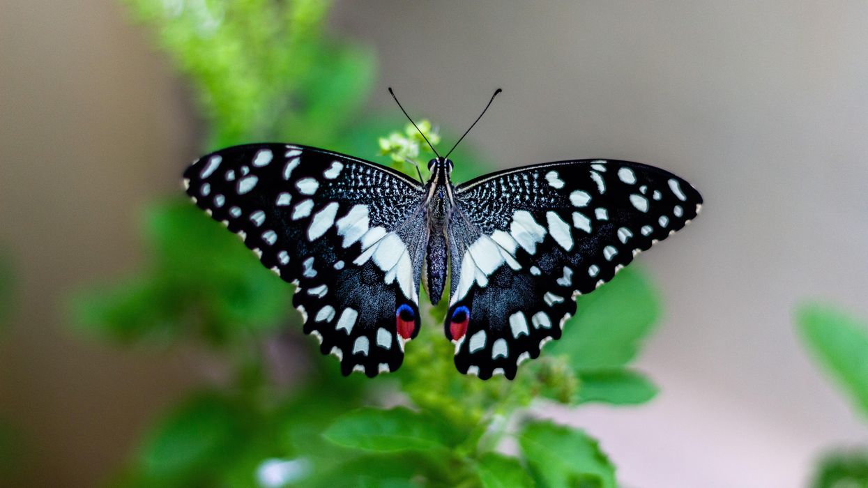 The Craziest Butterfly Effects People Ever Experienced
