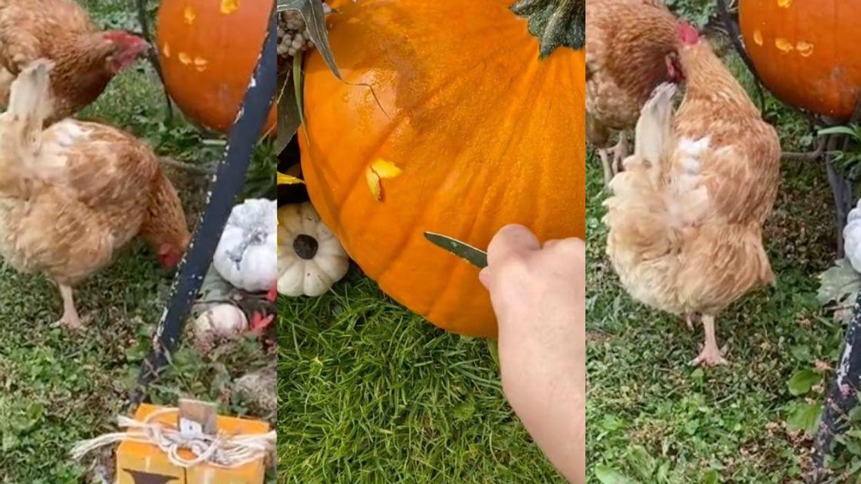 Woman Goes Viral With Her 'Chicken Pumpkin Carving' Contest On TikTok—And The Results Are Impressive