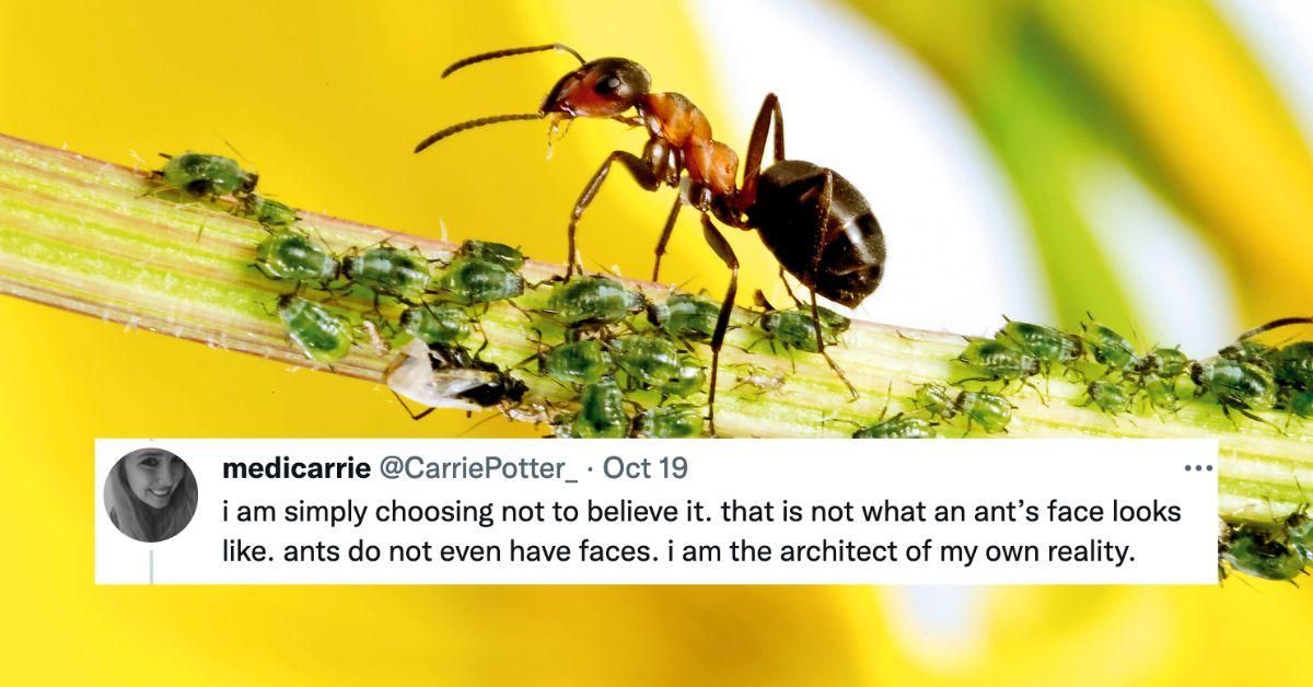 Someone Took A Super-Close-Up Photo Of An Ant's Face—And It's Absolutely Terrifying