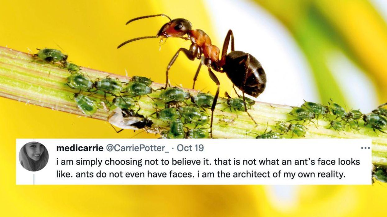 Someone Took A Super-Close-Up Photo Of An Ant's Face—And It's Absolutely Terrifying