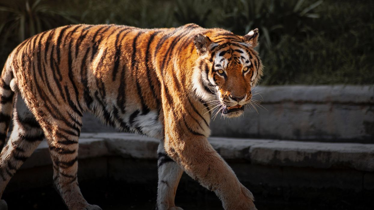 People Who Have Actually Visited The Parks Featured In 'Tiger King' Share What They Were Like
