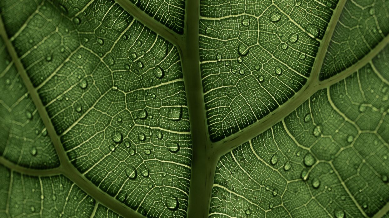 Botanists Describe The Scariest Plants On The Face Of The Earth