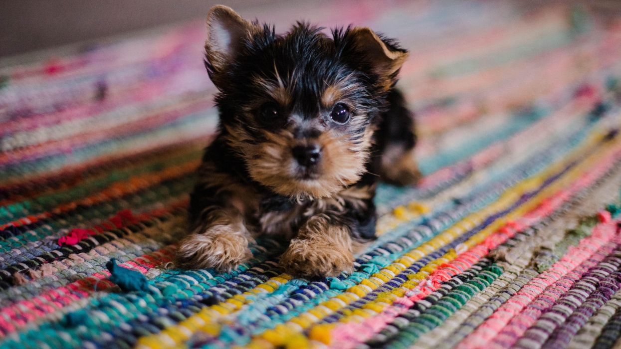 People Break Down The Dumbest Thing They've Ever Seen Their Pet Do