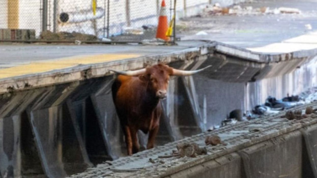 A Bull Got On The New Jersey Train Tracks Near NYC—And The Jokes Came Stampeding In