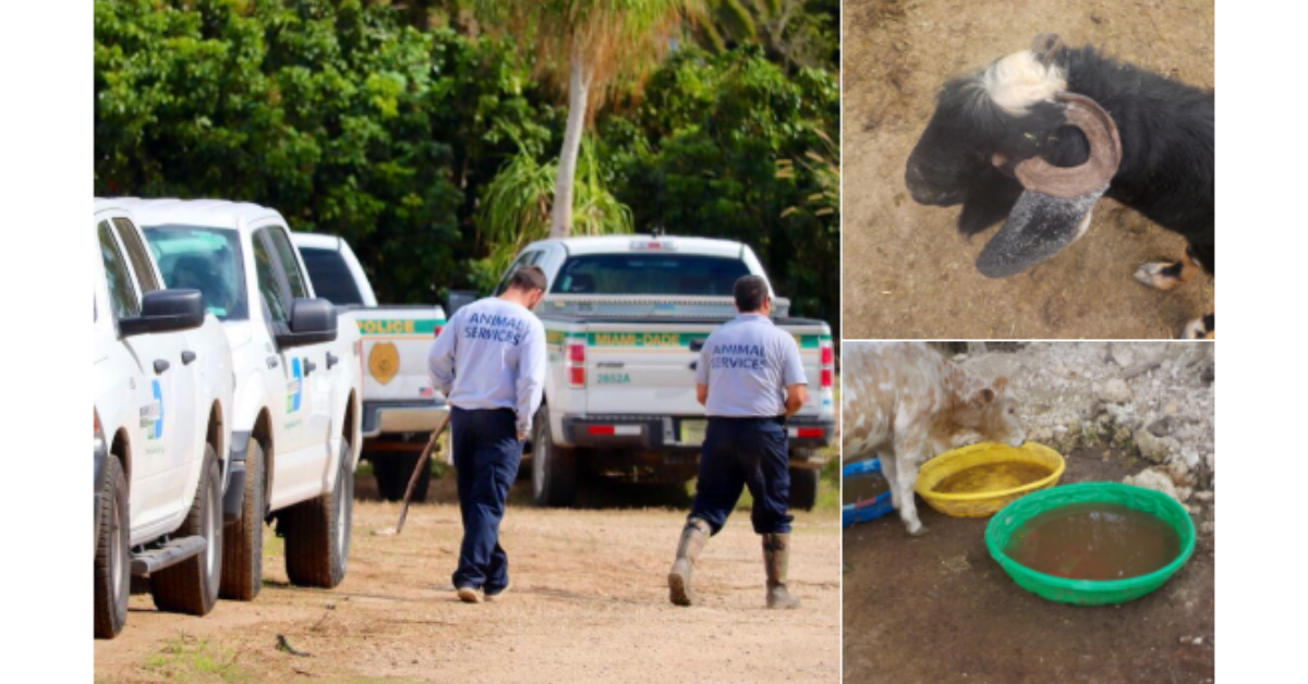 'Operation Noah's Ark' Saves Over 200 Animals In Rescue Of Biblical Proportions