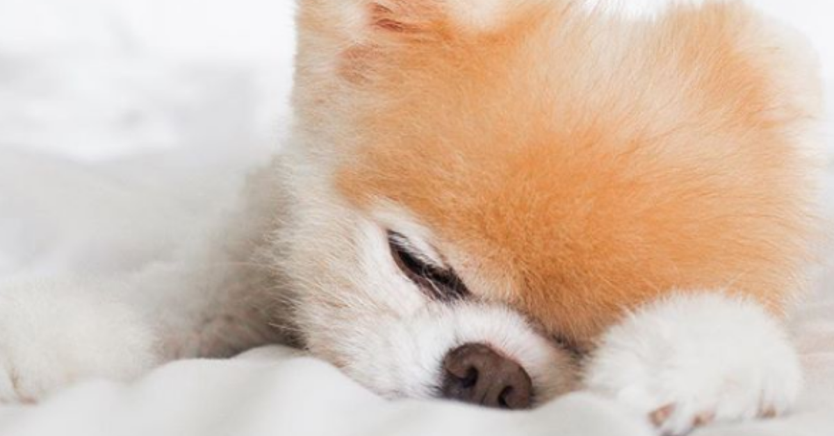 The Internet Is In Mourning After Boo, 'The World's Cutest Dog,' Dies At Age 12 😢