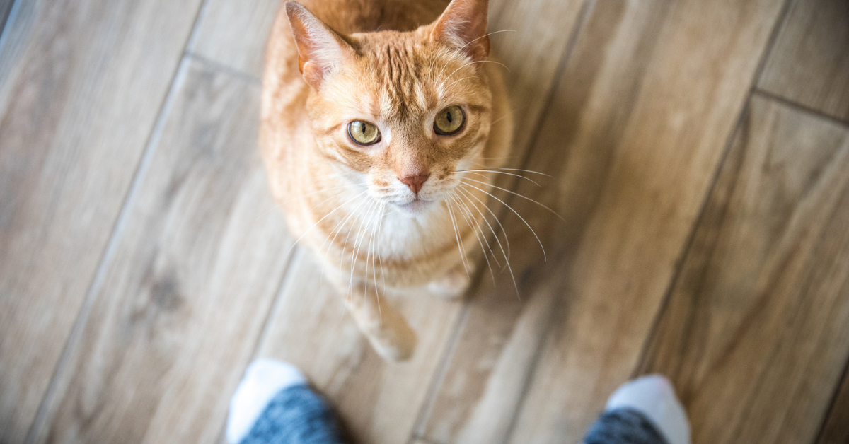 Japanese Scientists Found Some Very Interesting Results When They Researched Whether Or Not Cats Know Their Own Names