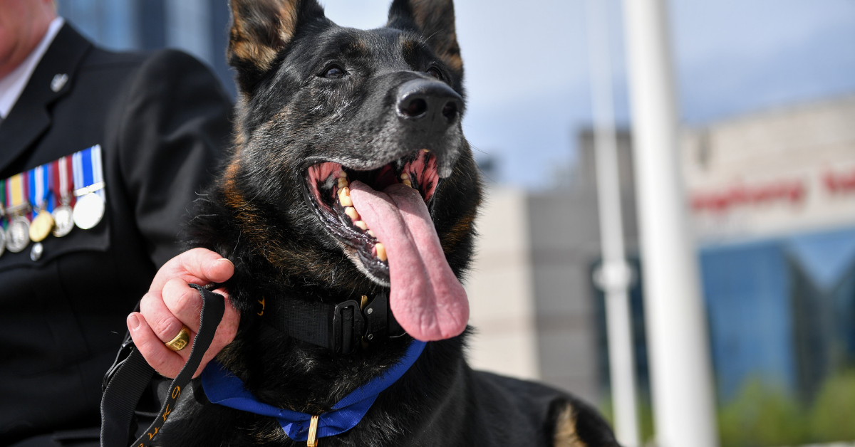 Police Dog Who Ignored His Own Stab Wounds To Nab A Dangerous Suspect Is Given An Award For His Bravery