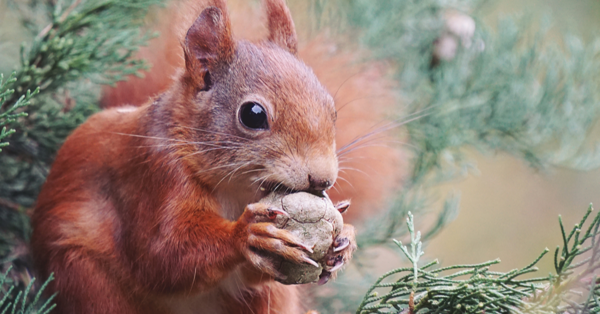 Man Discovers Car Issues Are Thanks To Squirrel Stashing 200 Walnuts In Under The Hood