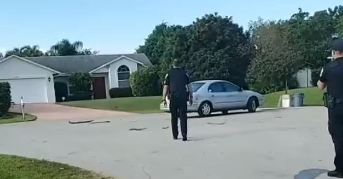 Dog Overjoyed After Locking Owner Out Of Car And Riding In Reverse Circles For An Hour