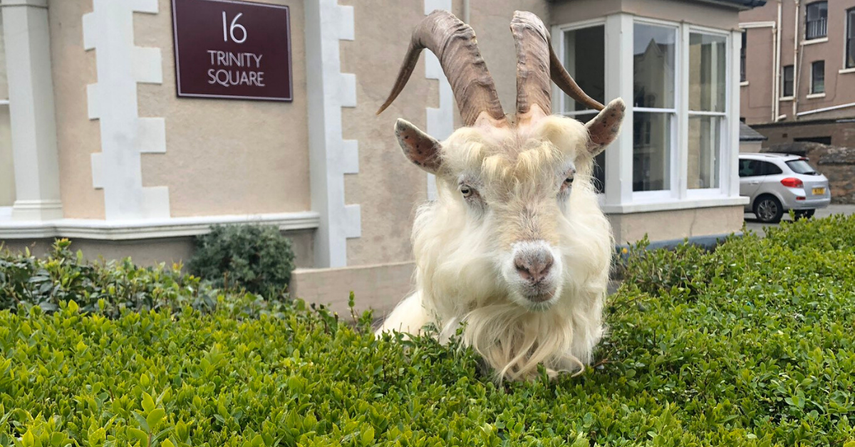 Amused Residents Watch As A Group Of Mountain Goats Overtake Their Town And Feast On Their Hedges During Lockdown