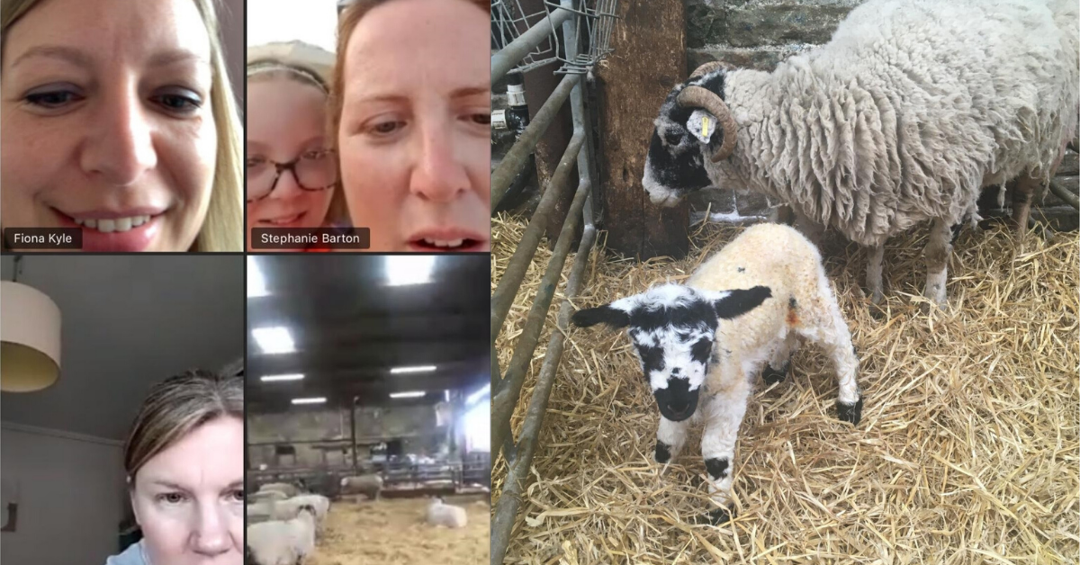 Adorable Newborn Lamb Given The Name 'Zoom' After Sheep Gives Birth During Group Video Call