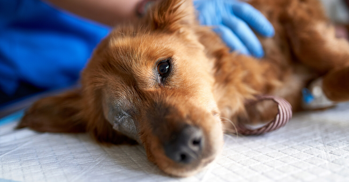 Woman Horrified After Her Boyfriend Admits That He Once Euthanized His Healthy Dog To Get Back At His Ex-Fiancée