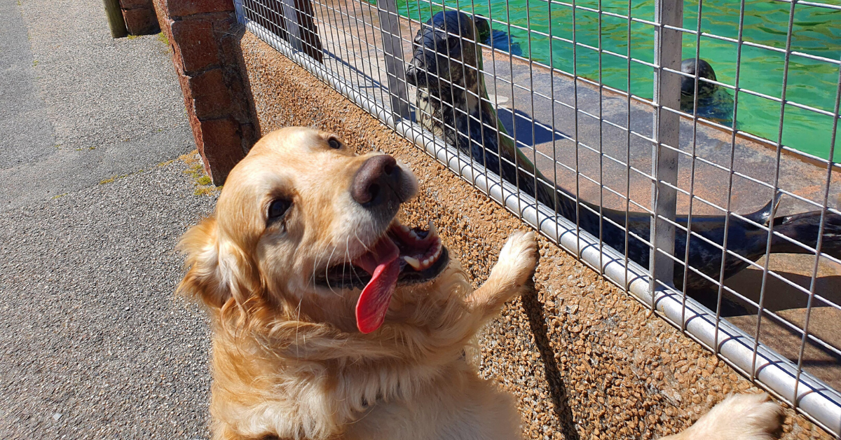 Dogs Provide A Much Needed Morale Boost For Sanctuary's Seals Who Miss Having Visitors