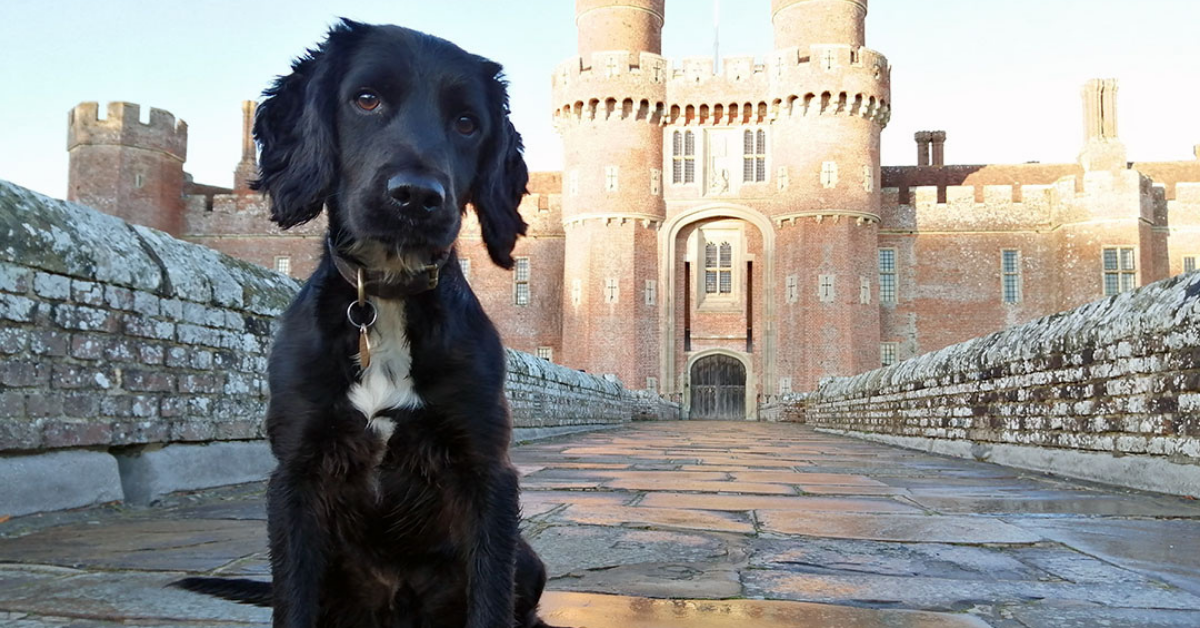 Puppy Found Abandoned In A Bucket Recovers To Become Successful And 'Mischievous' Police Dog