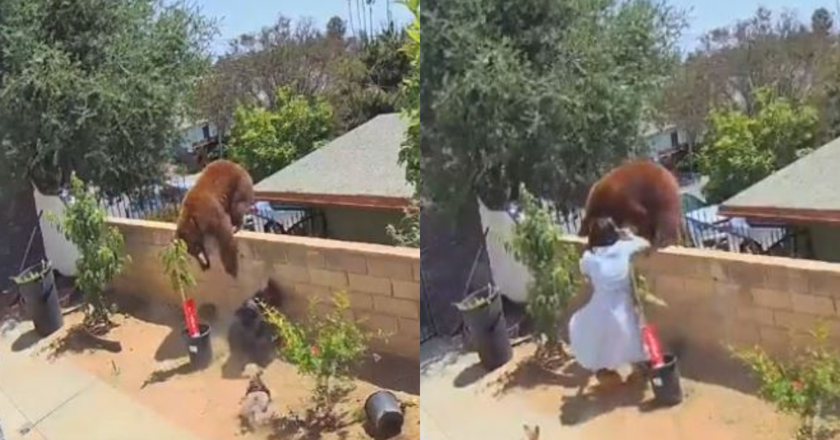 Teen Speaks Out After Video Of Her Shoving Mama Bear Off Wall To Save Her Dogs Goes Viral