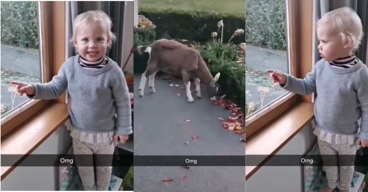 Hilarious Video Of Toddler Cursing After Seeing A Goat Outside Her House Has The Internet LOLing