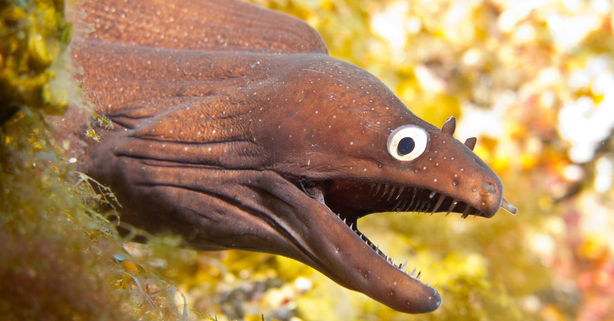 Twitter Hails Iconic New York Times Headline About Eels As A True Work Of Literary Genius