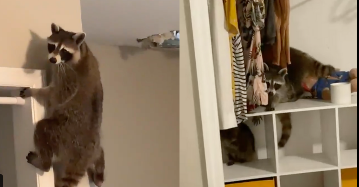 Woman's Home 'Trashed' After Raccoon Crashes Through Her Ceiling And Invites All Its Friends